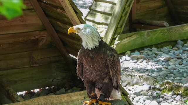 close-up of a bald eagle (Haliaeetus leucocephalus, sea eagle)