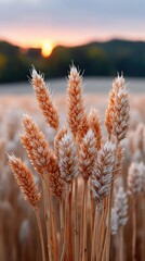 Close Up Of Golden Wheat Stalks In A Field At Sunset With Soft Sunlight And A Blurred Horizon In The Background