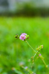 Fototapeta premium pink flowers in the garden, garden in flower