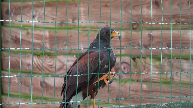 Pyrenees, France - September 30th 2025: Steppe Eagle (Aquila nipalensis) in action on a bird display