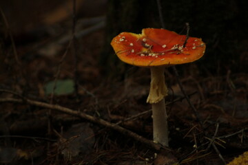 Fly agaric (Amanita muscaria) growing in forest litter. Poisonous, inedible mushrooms in autumn...