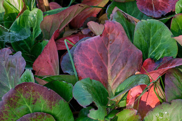 Close-up of Bergenia crassifolia leaves in autumn colors with natural imperfections, spider web and grass strands, highlighting resilience and seasonal transition