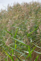 Minimalist nature scene with tall grasses and soft light captures eco serenity, climate awareness, and autumnal stillness