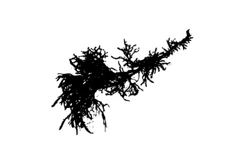 Growth Illustrates Organic in Oceanography