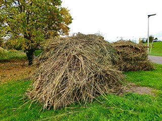Haystacks, the harvest leftovers at the paddy field. Haystacks lie on a green lawn near bushes. Very large stack of dried reeds in a meadow.