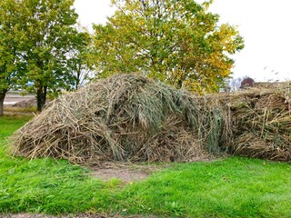 Haystacks, the harvest leftovers at the paddy field. Haystacks lie on a green lawn near bushes. Very large stack of dried reeds in a meadow.