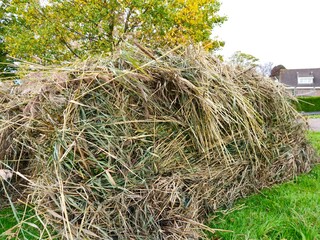 Haystacks, the harvest leftovers at the paddy field. Haystacks lie on a green lawn near bushes. Very large stack of dried reeds in a meadow.