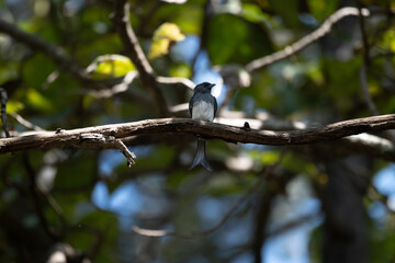A beautiful White bellied drongo perched prominently on a thick branch. The setting is a natural forest environment, with a lush, out of focus background of vibrant green and warm highlights.