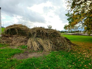 Haystacks, the harvest leftovers at the paddy field. Haystacks lie on a green lawn near bushes. Very large stack of dried reeds in a meadow.
