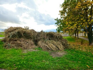 Haystacks, the harvest leftovers at the paddy field. Haystacks lie on a green lawn near bushes. Very large stack of dried reeds in a meadow.