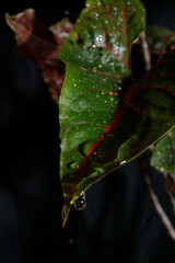 exotic rare monstrous plant, alocasia, colocasia, syngonium, cyrtosperma, water drops on the leaves