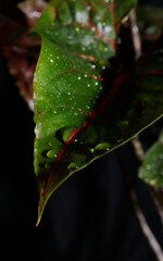 Fototapeta premium exotic rare monstrous plant, alocasia, colocasia, syngonium, cyrtosperma, water drops on the leaves