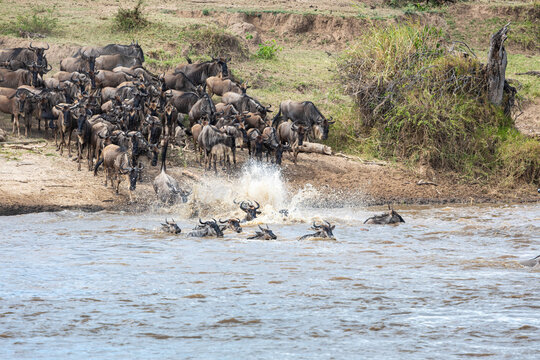 View of wildebeests in a frantic dash across the river, kicking up spray under the sun, a natural spectacle of migration, River Mara, Mara Region, Tanzania.