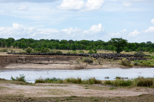 View of a vast herd of wildebeest massing on the bank, preparing to cross the Mara River under a cloudy sky, River Mara, Mara Region, Tanzania.