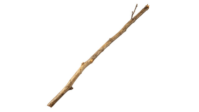 Long thin stick lying on a flat surface ready for crafting or outdoor play in a natural setting during daylight on a transparent background