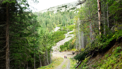 A female tourist looking at the mountain landscape, walking along a trail in a dense forest, hiking in the mountains