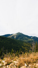 Fototapeta premium autumn forest landscape with yellow leaves, colourful trees, view of the Gorgany Mountains, Mount Dovbushanka