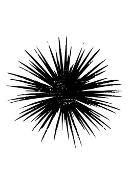Sea Urchin Illustrates Spiky Texture in Oceanography