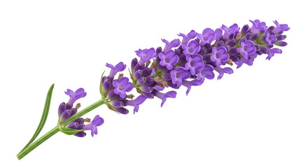 A single sprig of lavender isolated on transparent background