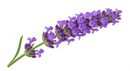 A single sprig of lavender isolated on transparent background