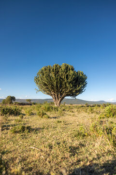 View of a verdant tree stands majestically against the vast expanse of golden grasslands under the clear blue sky, Arusha, Serengeti national park, Tanzania.