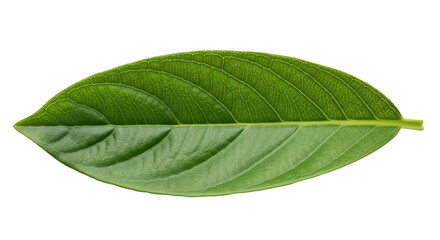 Obraz premium Green leaf with veins isolated on transparent background