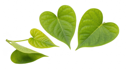 Several green heartshaped leaves isolated on transparent background