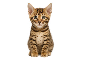 Obraz premium Adorable Bengal kitten portrait, spotted young cat
