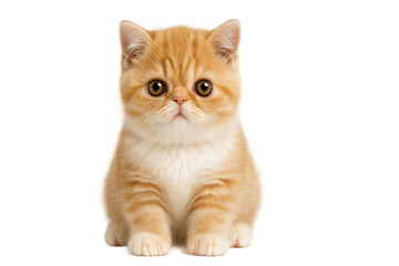 Obraz premium Adorable British Shorthair breed kitten portrait, cute domestic cat