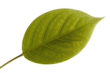 Obraz premium Green leaf with veins isolated on transparent background