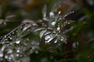 Spring Concept, Raindrops on Green Leaves