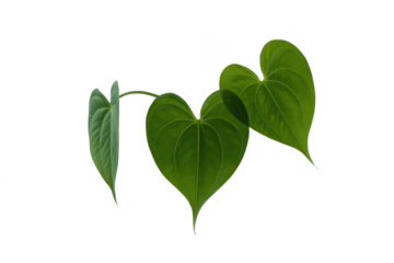 Green heart shaped leaves isolated on transparent background