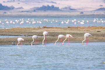 View of a group of flamingos wading in the shallow waters, their pink plumage a stark contrast to the blue water and the sandy shoreline, Ngorongoro Crater, Arusha Region, Tanzania.