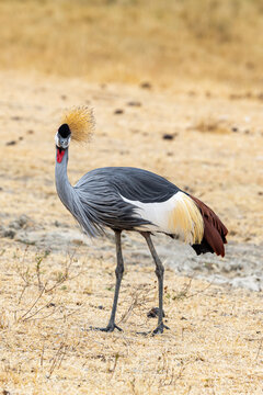 View of a Grey Crowned Crane with its striking golden crown and red wattle standing gracefully on the arid plains, Ngorongoro Crater, Arusha Region, Tanzania.