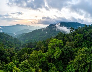 Naklejka premium banner background of tropical forest landscape scene