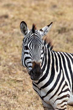 View of a zebra with striking black and white stripes stands alert amidst the dry, golden savannah, its gaze direct and curious, Ngorongoro Crater, Arusha Region, Tanzania.