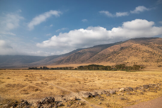 View of golden savanna grasses meet the distant volcanic slopes under a vast blue sky dotted with fluffy clouds, Ngorongoro Crater, Arusha Region, Tanzania.