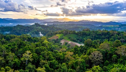 Fototapeta premium banner background of tropical forest landscape scene
