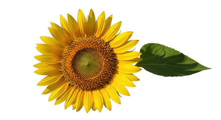 Fototapeta premium A single bright yellow sunflower isolated on transparent background