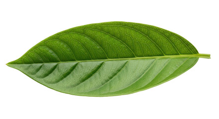 Obraz premium A single green leaf with prominent veins isolated on transparent background