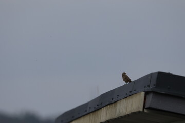 Common Redstart (Phoenicurus phoenicurus) male. Beautiful bird perched on fence in the garden. Wildlife in nature. Czech republic.

