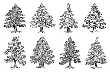 Fototapeta premium PNG Vintage evergreen tree illustrations, element set on transparent background