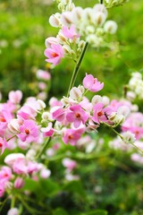 pink and white flowers in the garden