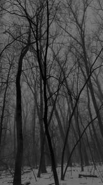 Atmospheric forest, foggy dark spooky forest, horror mood, vertical panorama