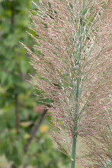 Fototapeta premium Feathery Grass Plume meadow in the park