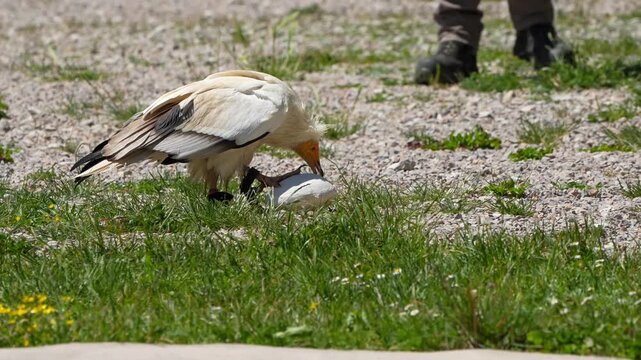 close-up of an Egyptian Vulture (Neophron percnopterus, Alimoche Com&uacute;n) feeding
