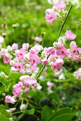 pink flowers in the garden