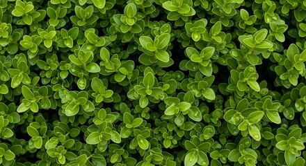 Fototapeta premium Fresh Green Boxwood Shrub Detailed Close Up Natural Plant Background