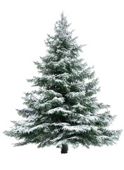 green christmas pine tree covered with snow isolated png transparent backgrounf