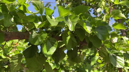 Close-up of mulberry tree leaves in summer sunlight
